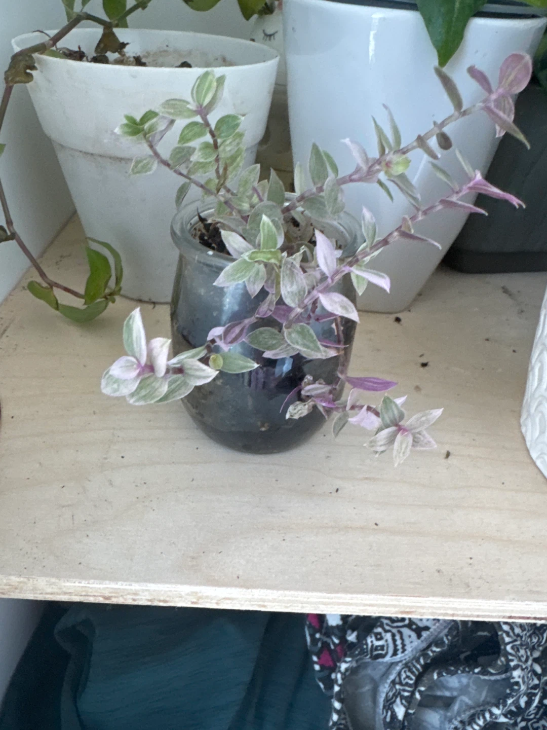Tiny Tradescantia Zebrina Plant Cutting