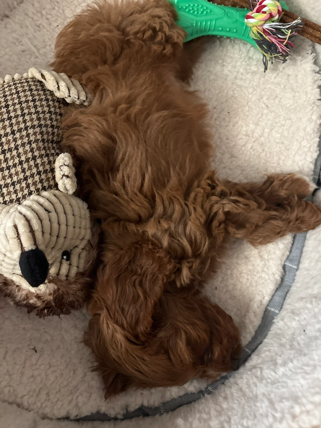 Dog Chew Toys