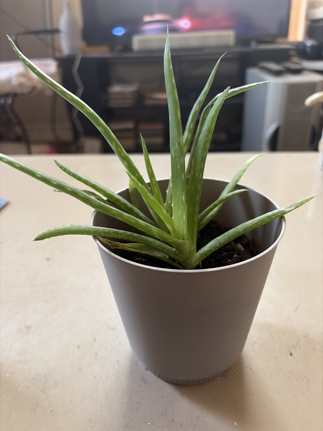 Aloe Vera Plant in Grey Pot