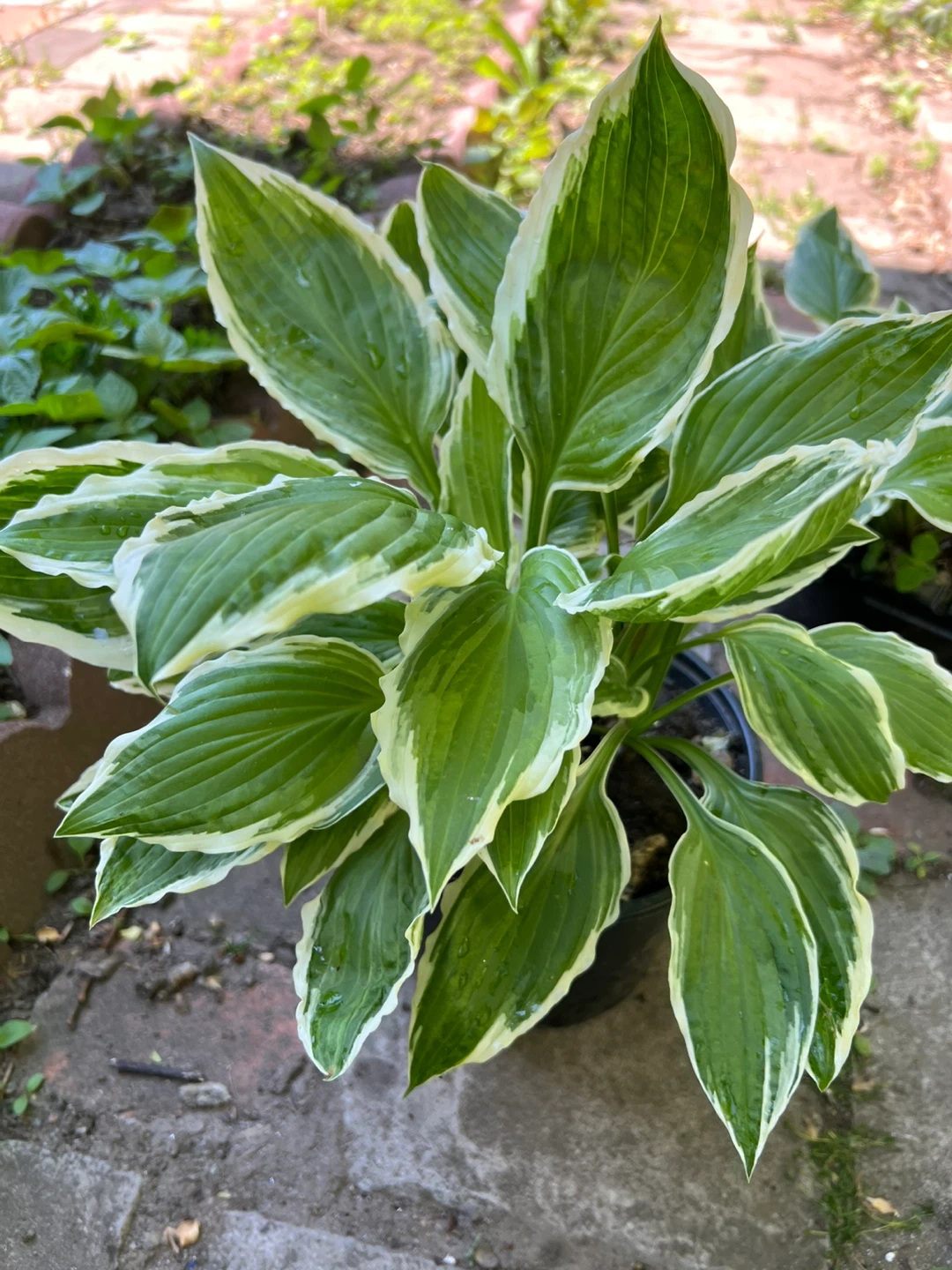 Hosta Plant - Green and White Variegated Leaves - photo 3