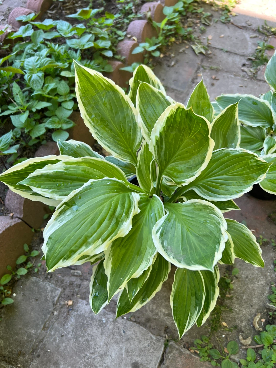 Hosta Plant - Green and White Variegated Leaves - photo 2