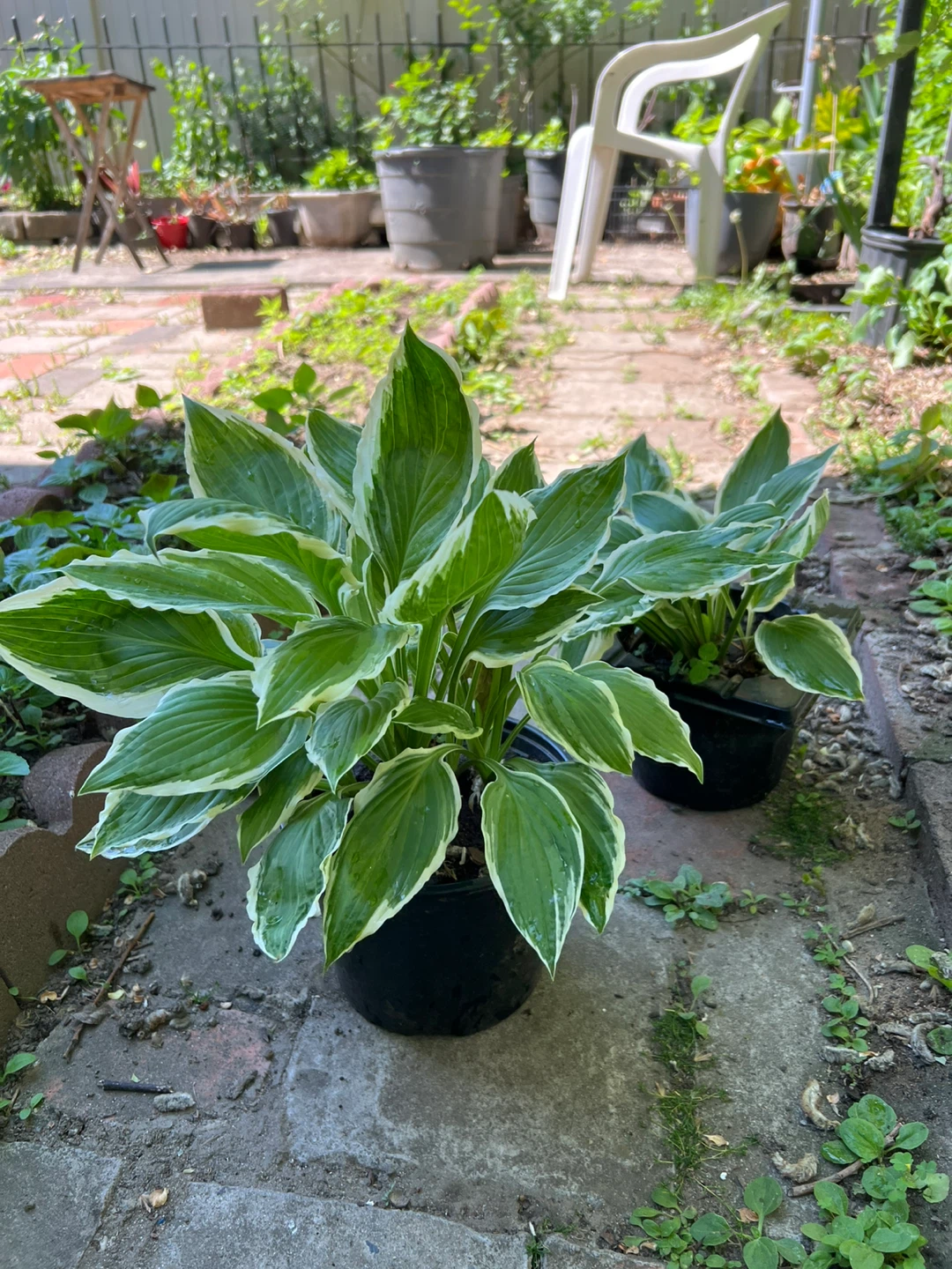 Hosta Plant - Green and White Variegated Leaves - photo 4