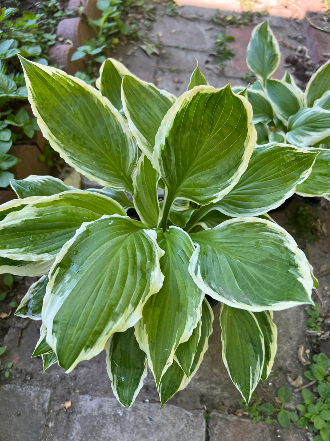 Hosta Plant - Green and White Variegated Leaves
