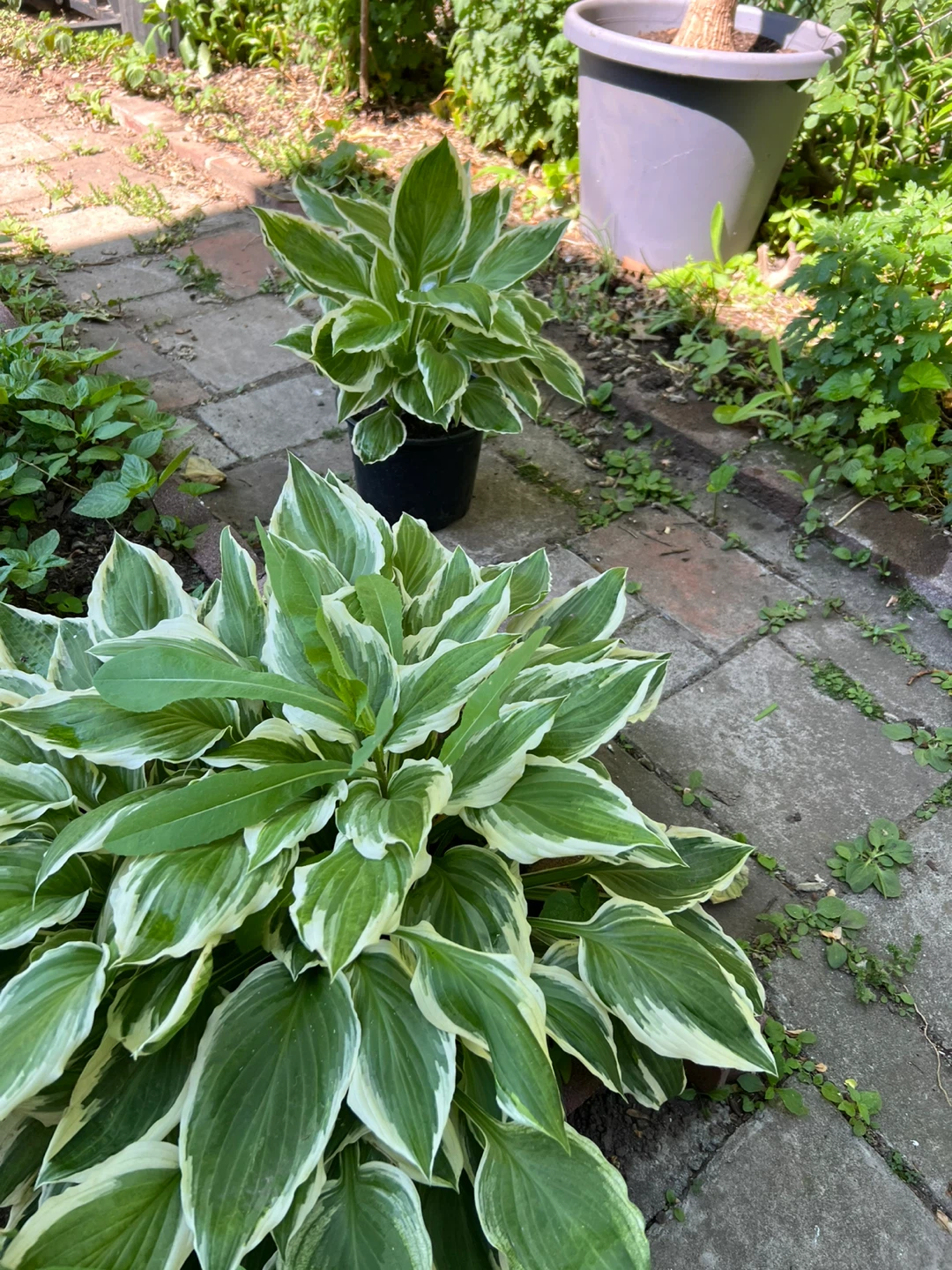 Hosta Plant - Green and White Variegated Leaves - photo 5