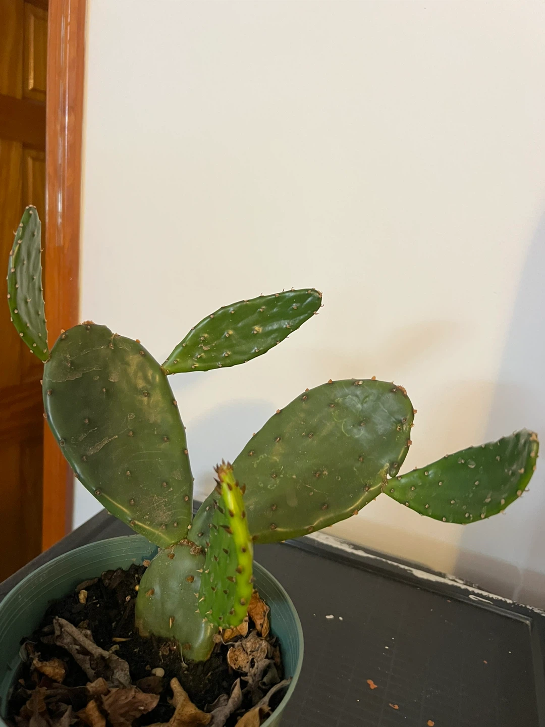 Prickly Pear Cactus in Pot - photo 3