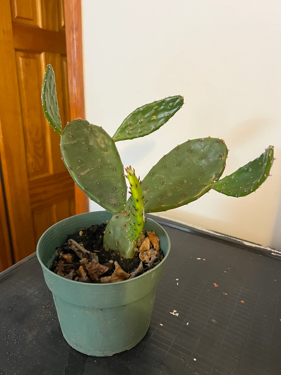 Prickly Pear Cactus in Pot - photo 4
