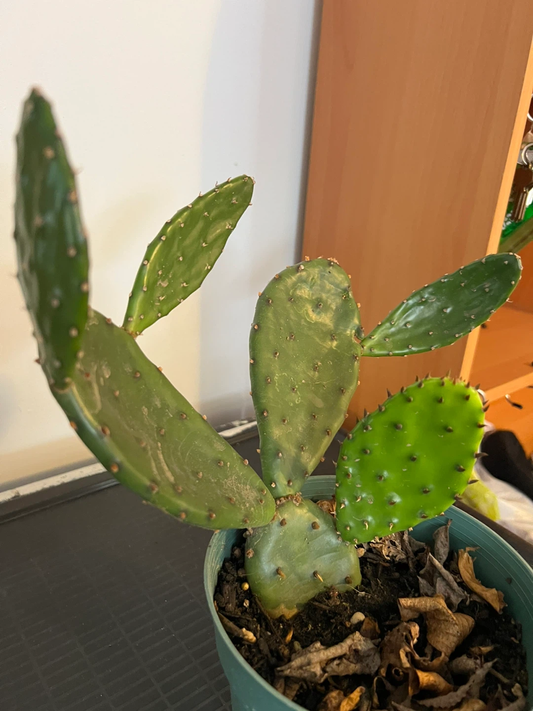 Prickly Pear Cactus in Pot - photo 2