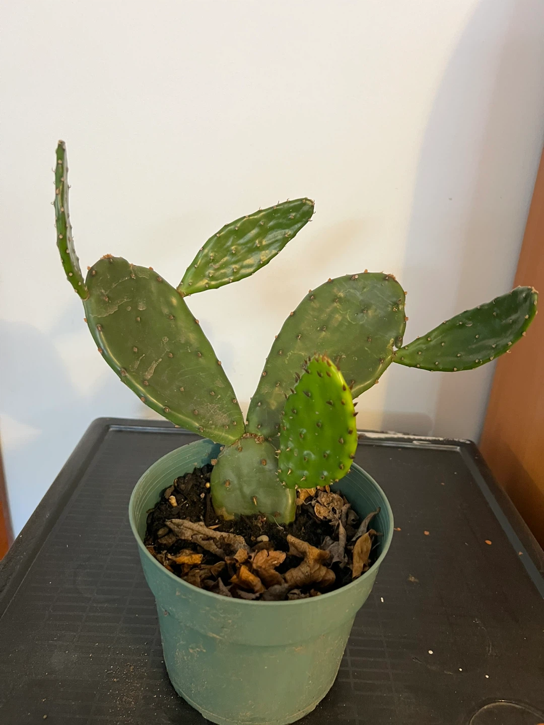Prickly Pear Cactus in Pot - photo 5