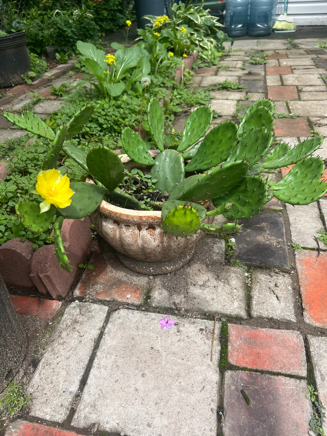 Prickly Pear Cactus in Pot