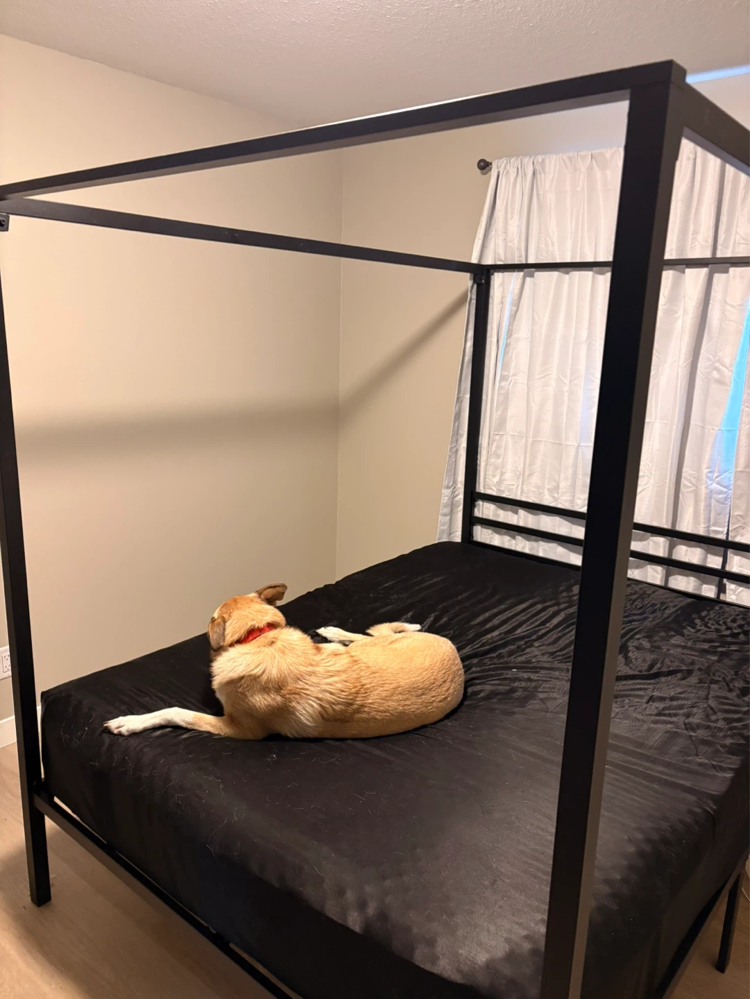 Queen Sized Canopy Bed and mattress - photo 3