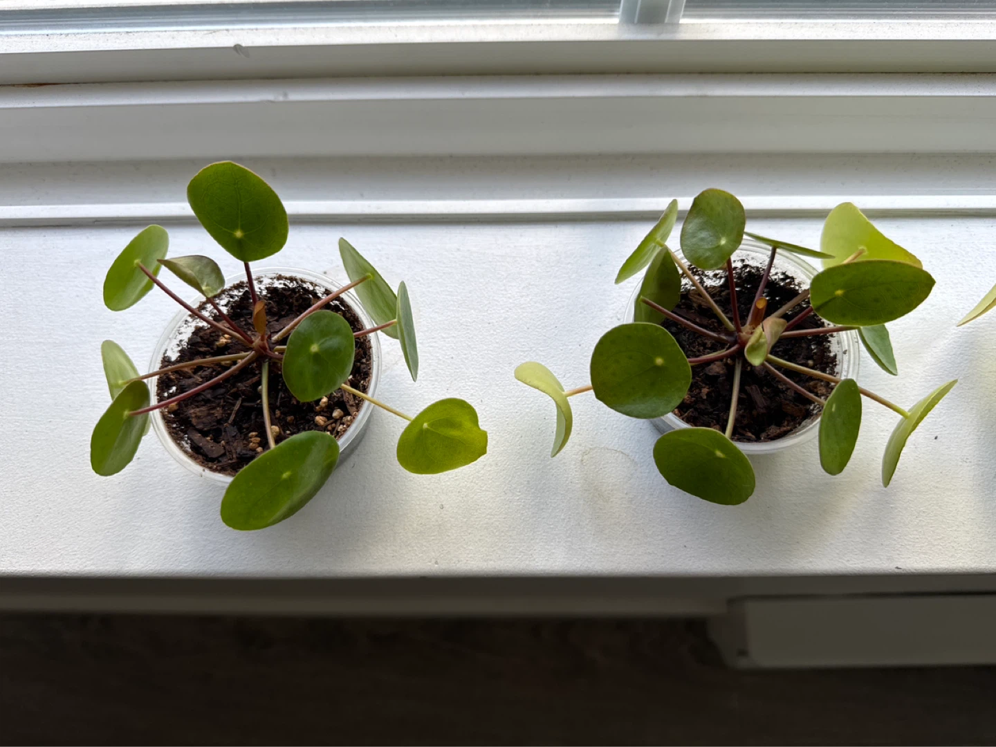Small Pilea Peperomioides Plant - photo 2