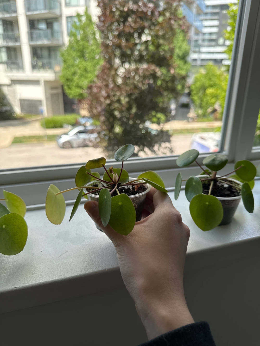 Small Pilea Peperomioides Plant