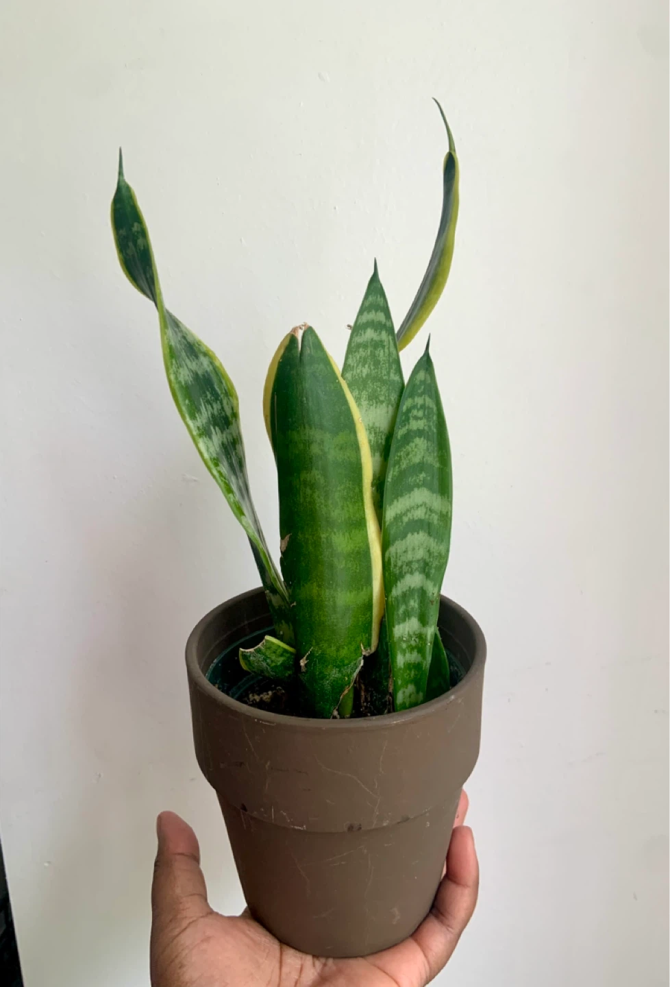 Snake Plant in Terracotta pot