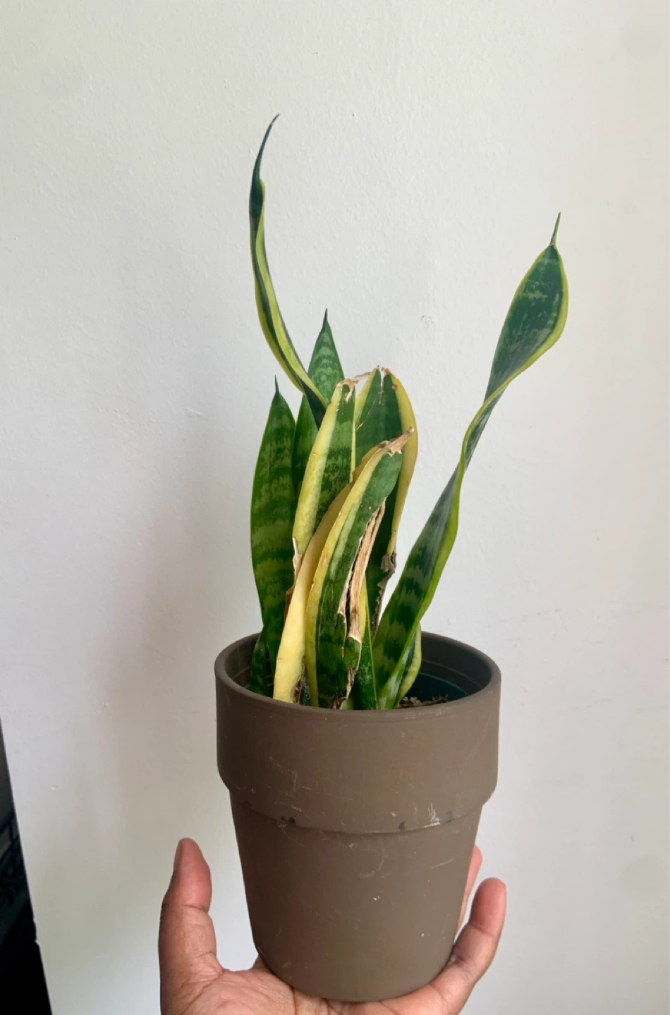 Snake Plant in Terracotta pot - photo 4