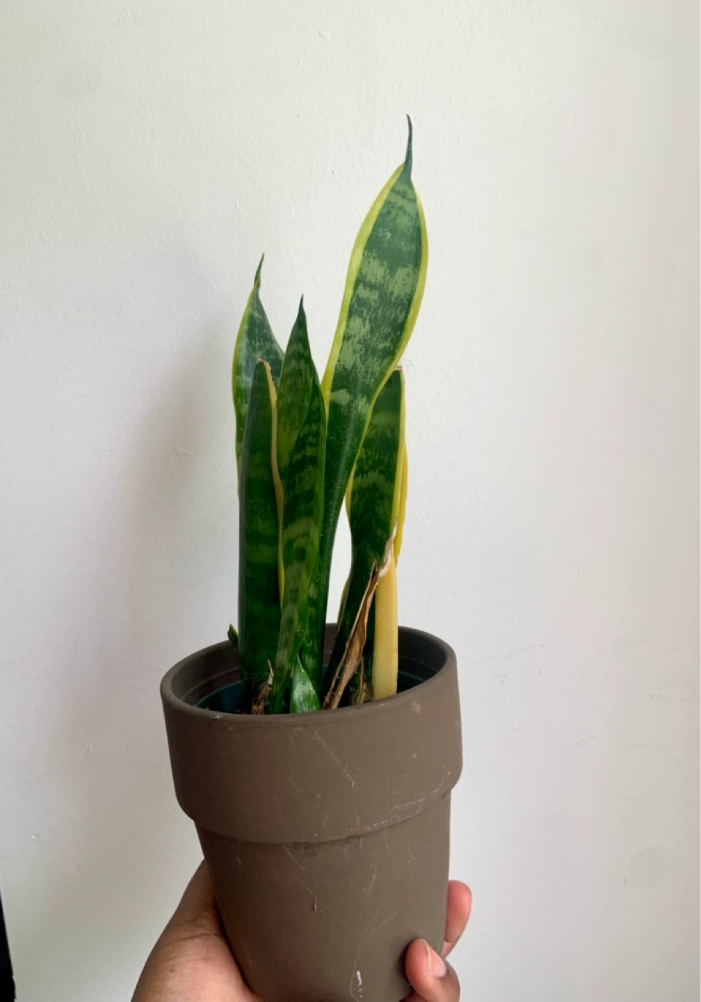 Snake Plant in Terracotta pot - photo 3