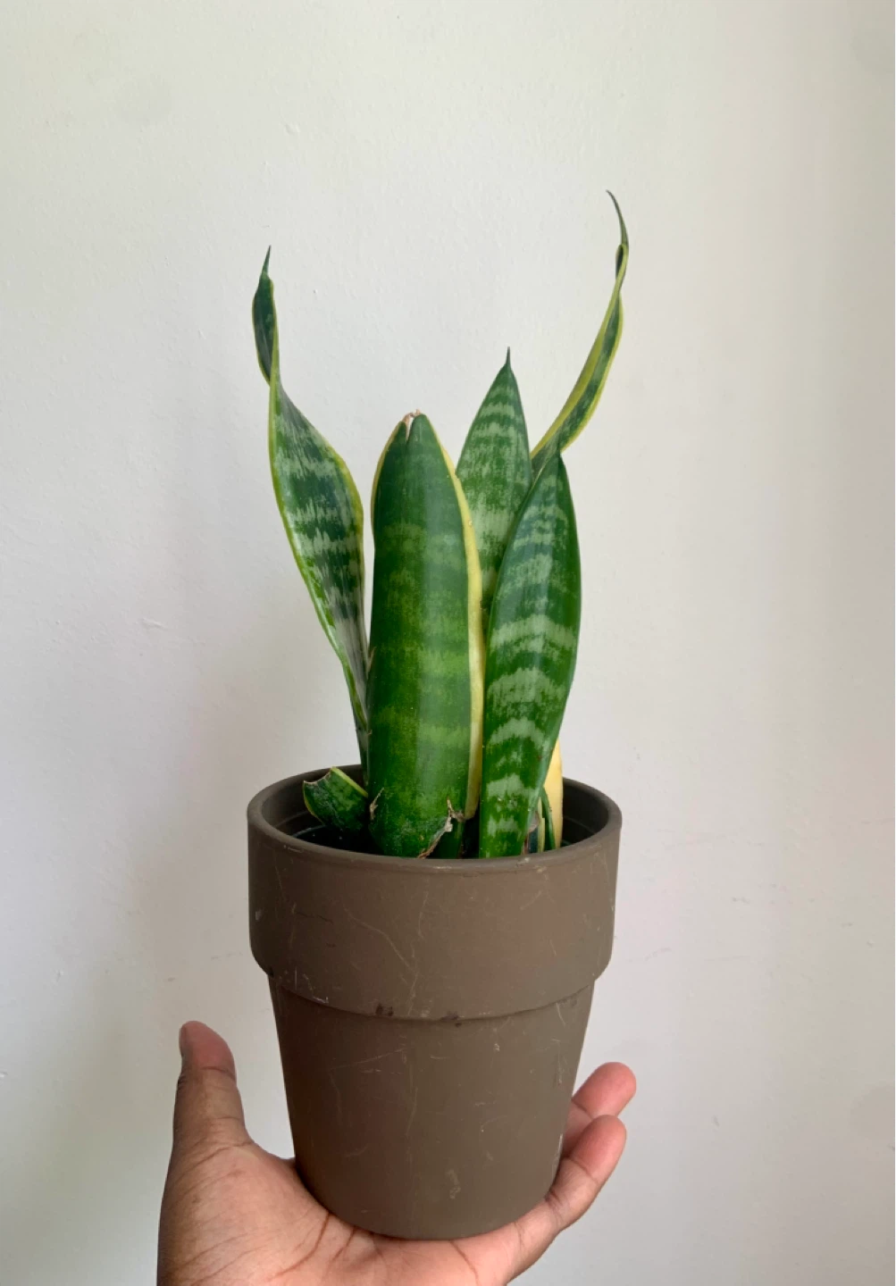 Snake Plant in Terracotta pot - photo 2