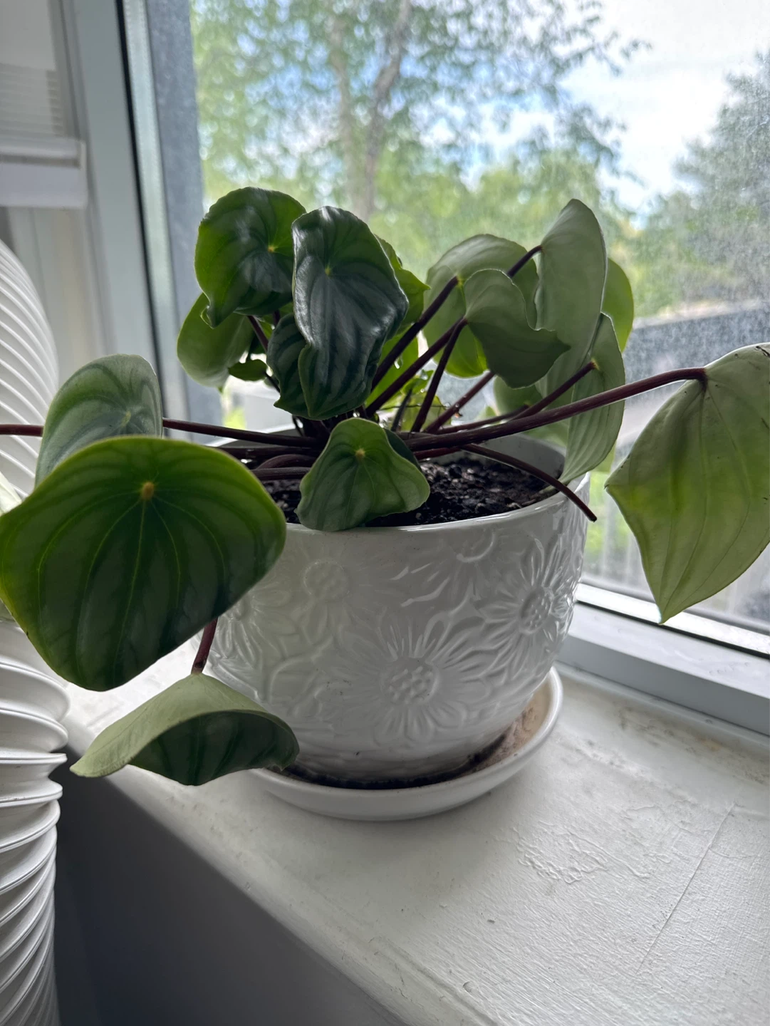 Watermelon Peperomia Plant - photo 2