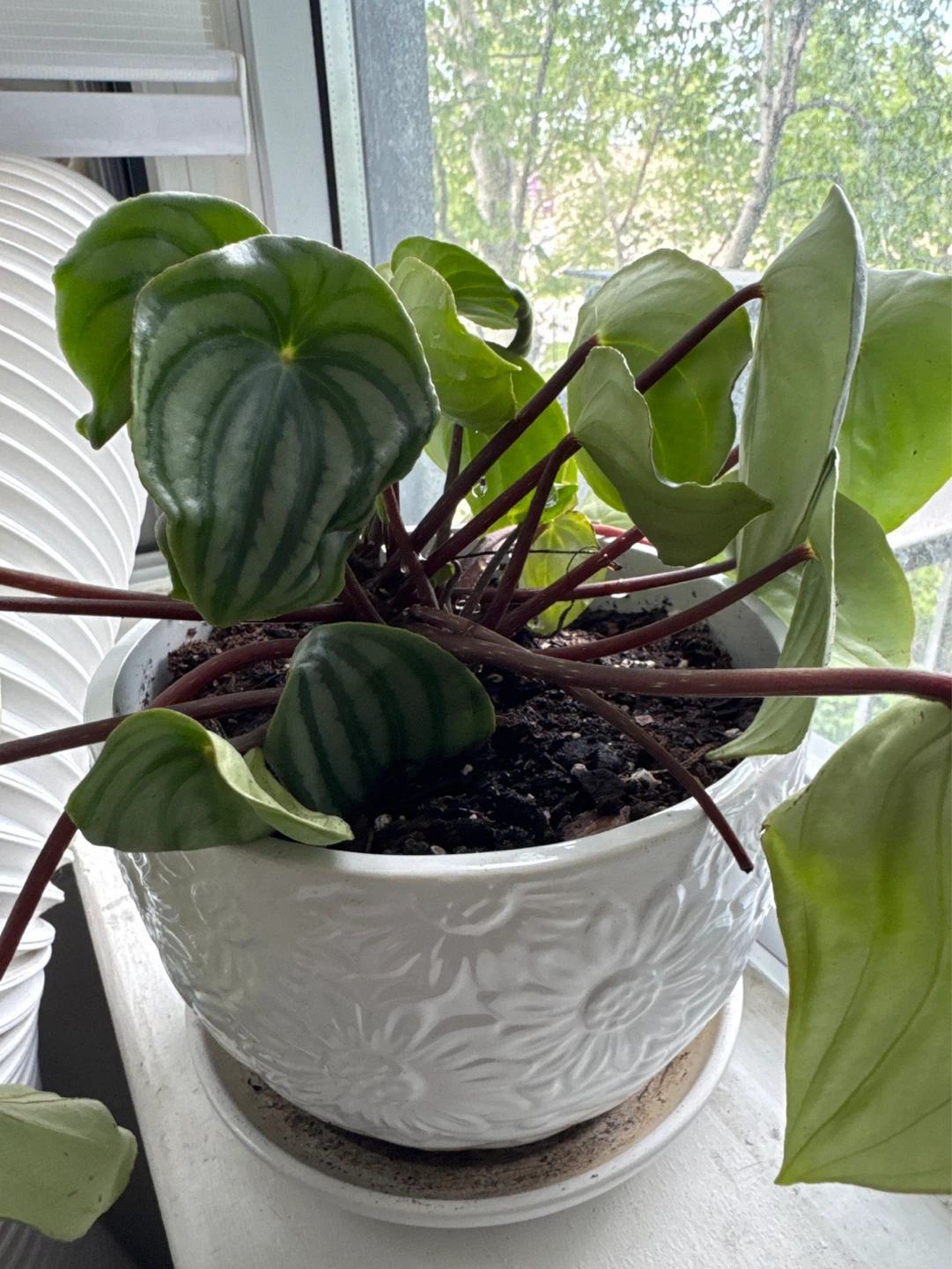 Watermelon Peperomia Plant - photo 3