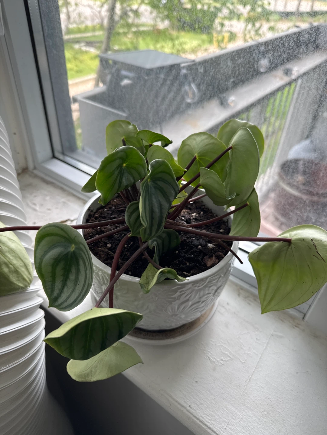 Watermelon Peperomia Plant