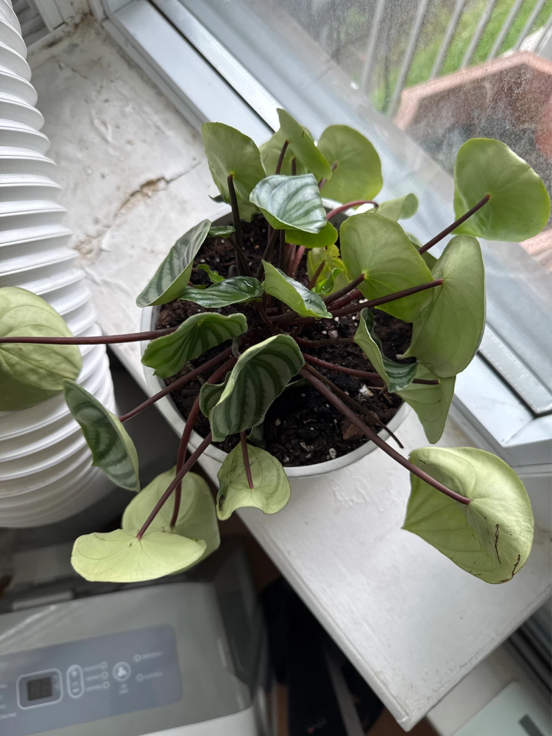 Watermelon Peperomia Plant - photo 4