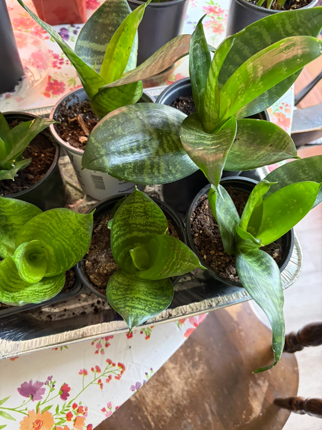 Snake Plant Potted Plants