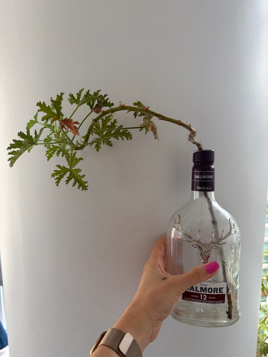 Geranium Citrosa Cutting