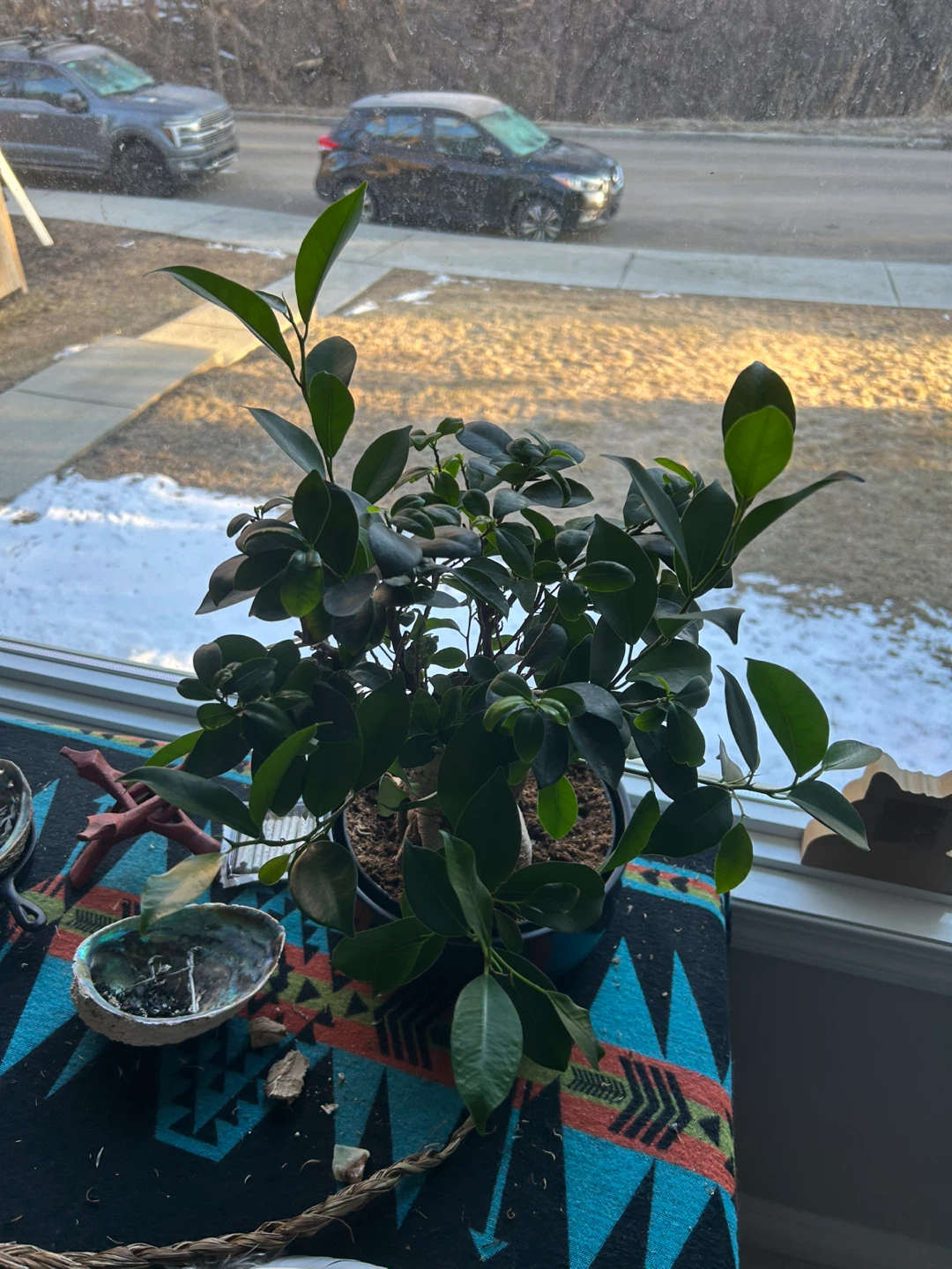Green Ficus Bonsai Plant
