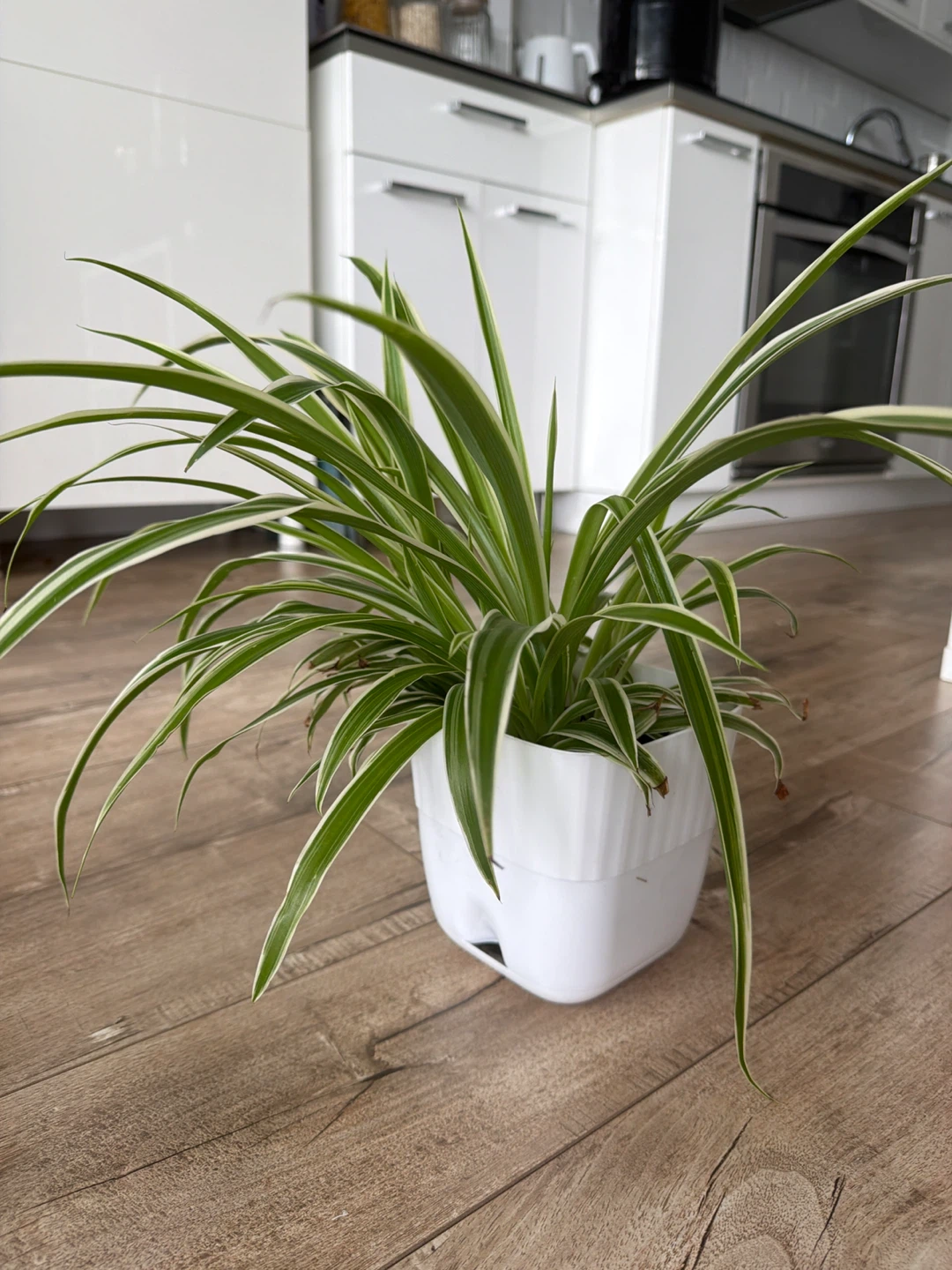 Spider Plant in White Pot - photo 2