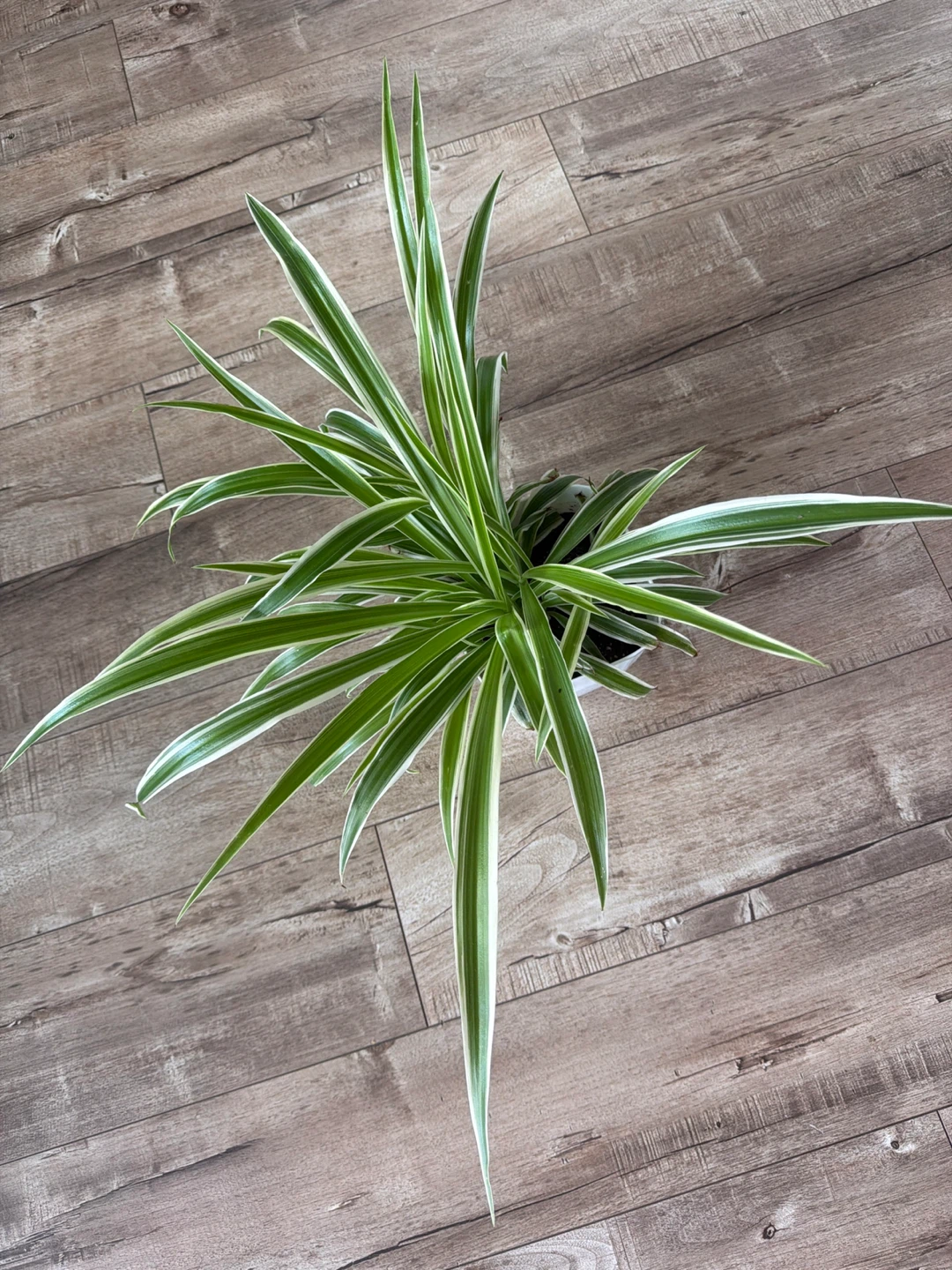 Spider Plant in White Pot