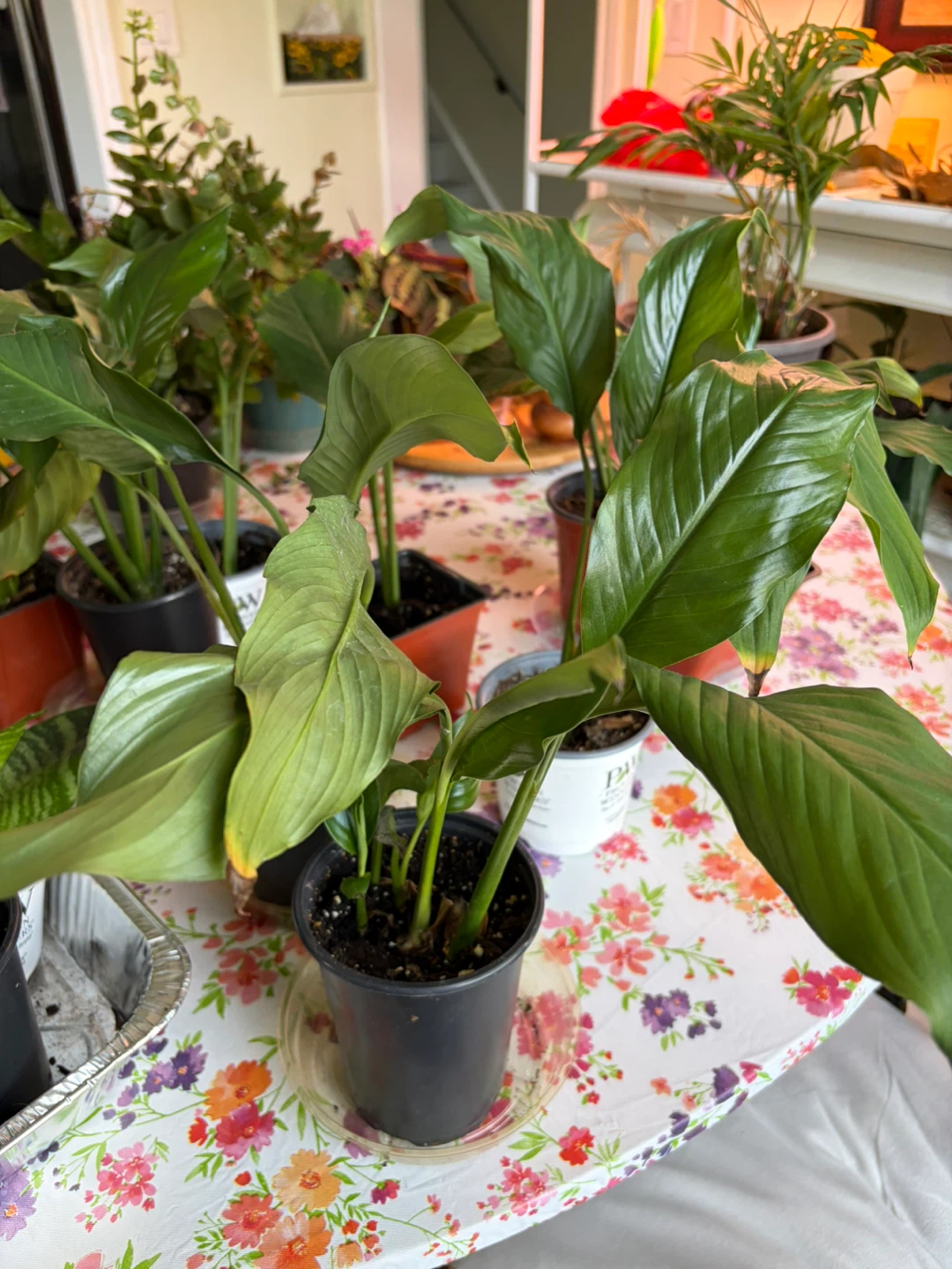 Peace Lily Plant - photo 4