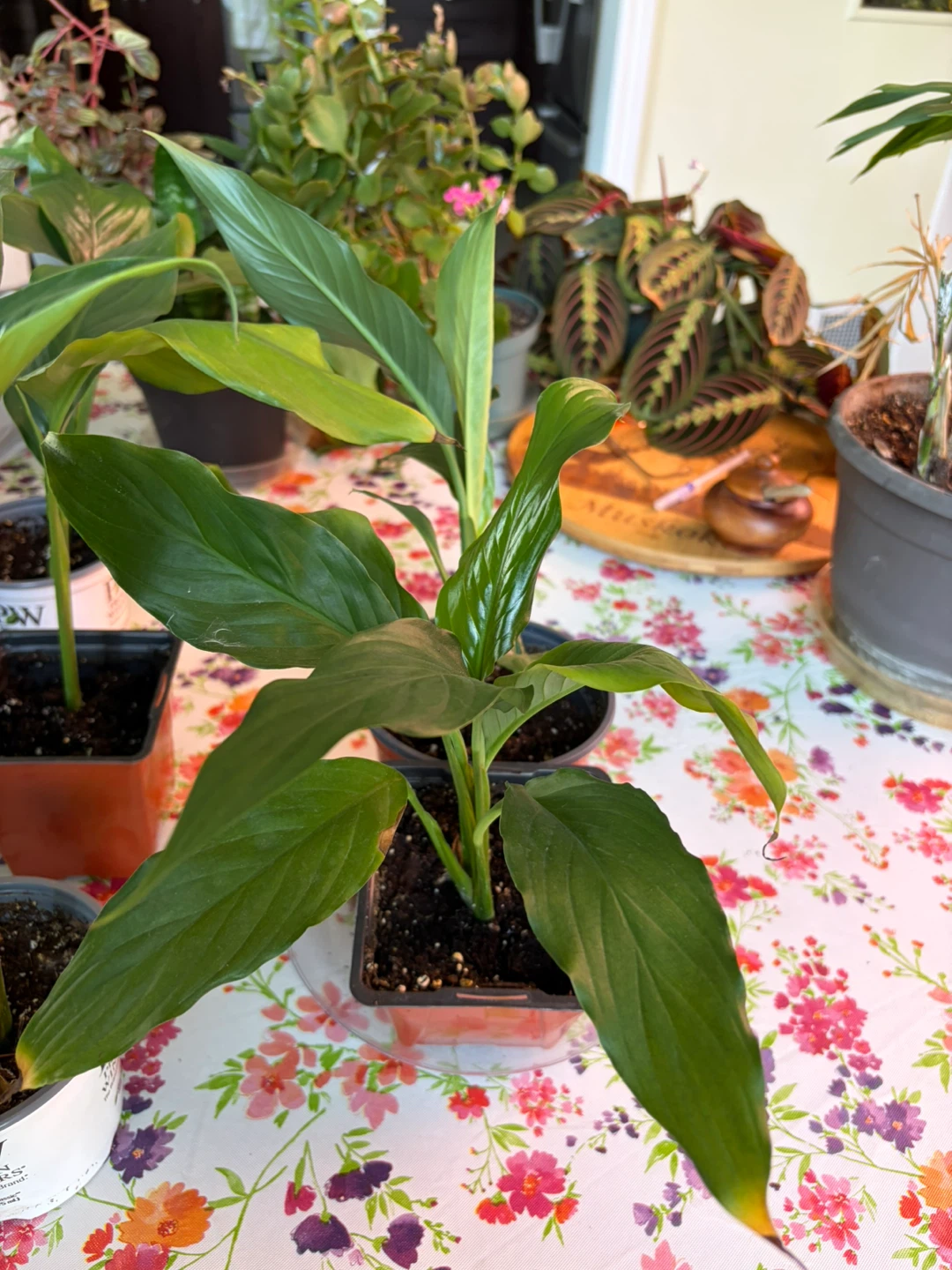 Peace Lily Plant - photo 2