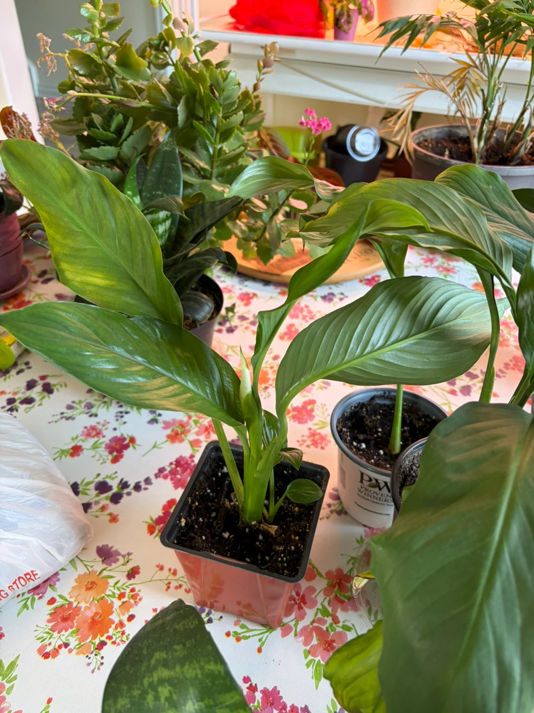 Peace Lily Plant