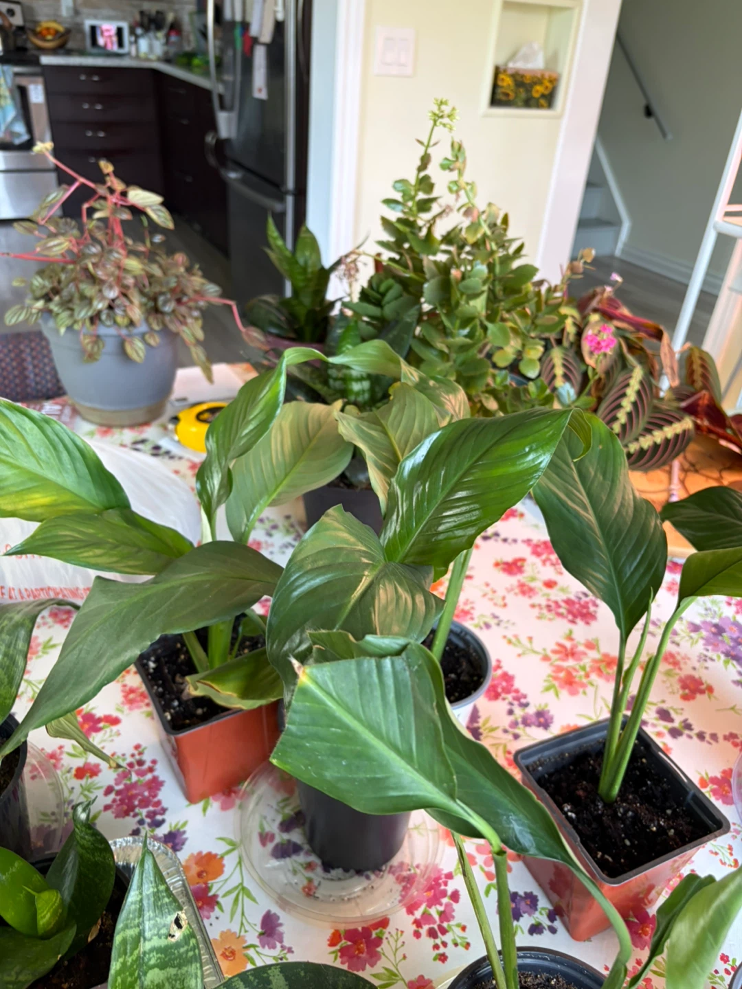 Peace Lily Plant - photo 3