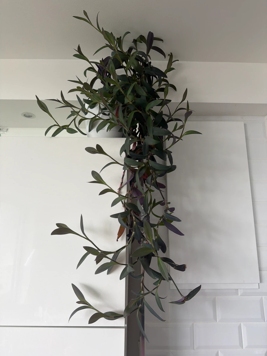 Purple Heart Plant Cutting - photo 4