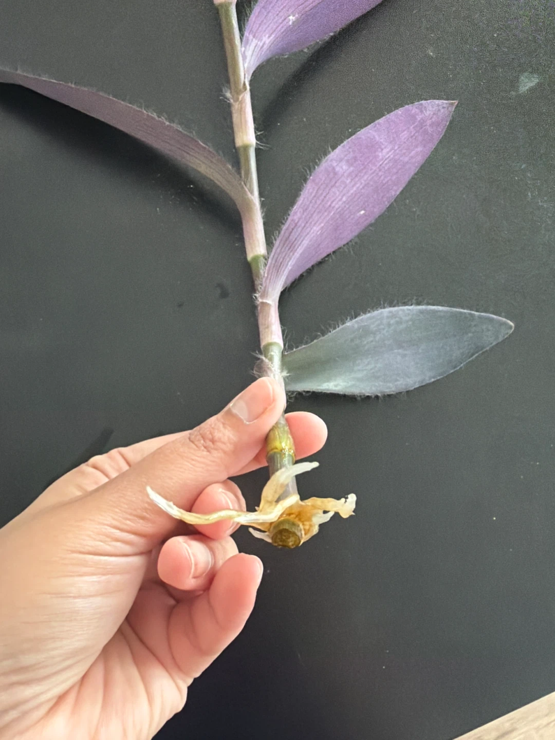 Purple Heart Plant Cutting
