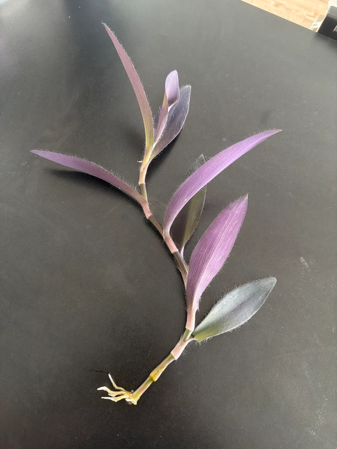 Purple Heart Plant Cutting - photo 3