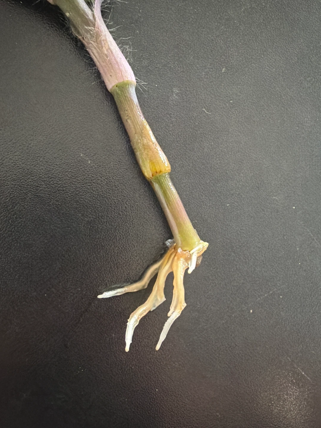 Purple Heart Plant Cutting - photo 2