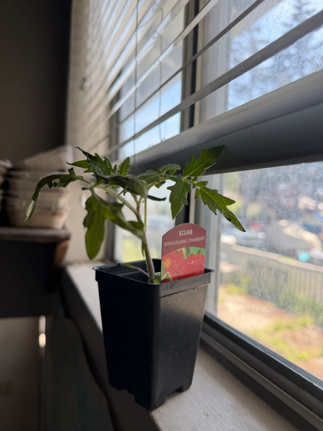 Eclair Springbearing Strawberry Plant