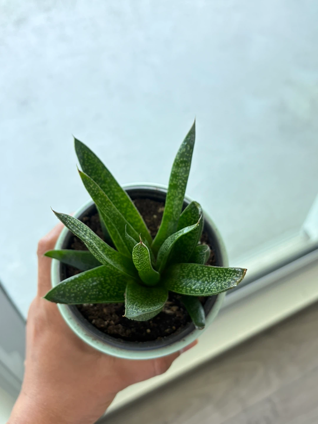 Succulent Plant in Potted Holder - photo 2