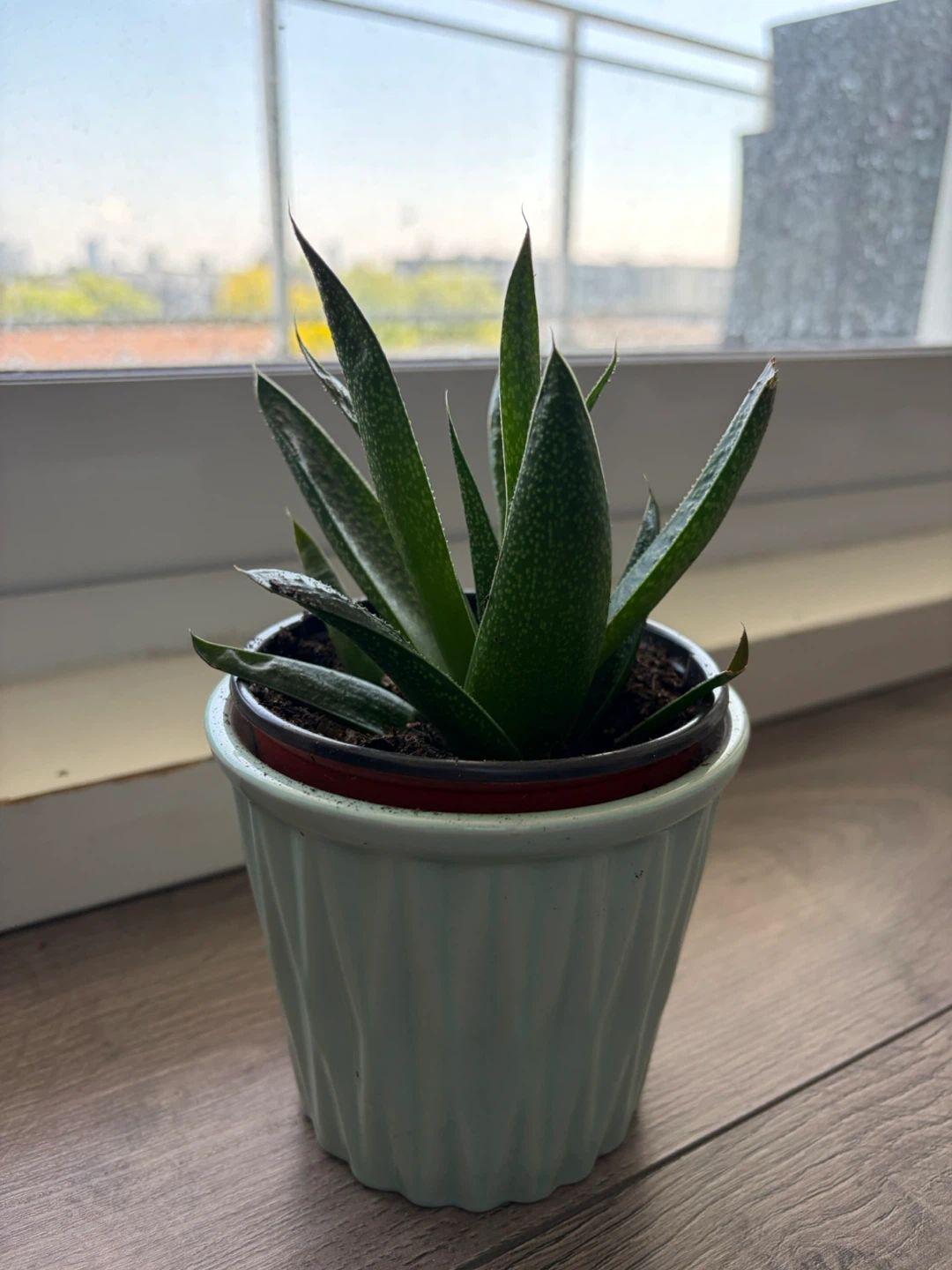 Succulent Plant in Potted Holder