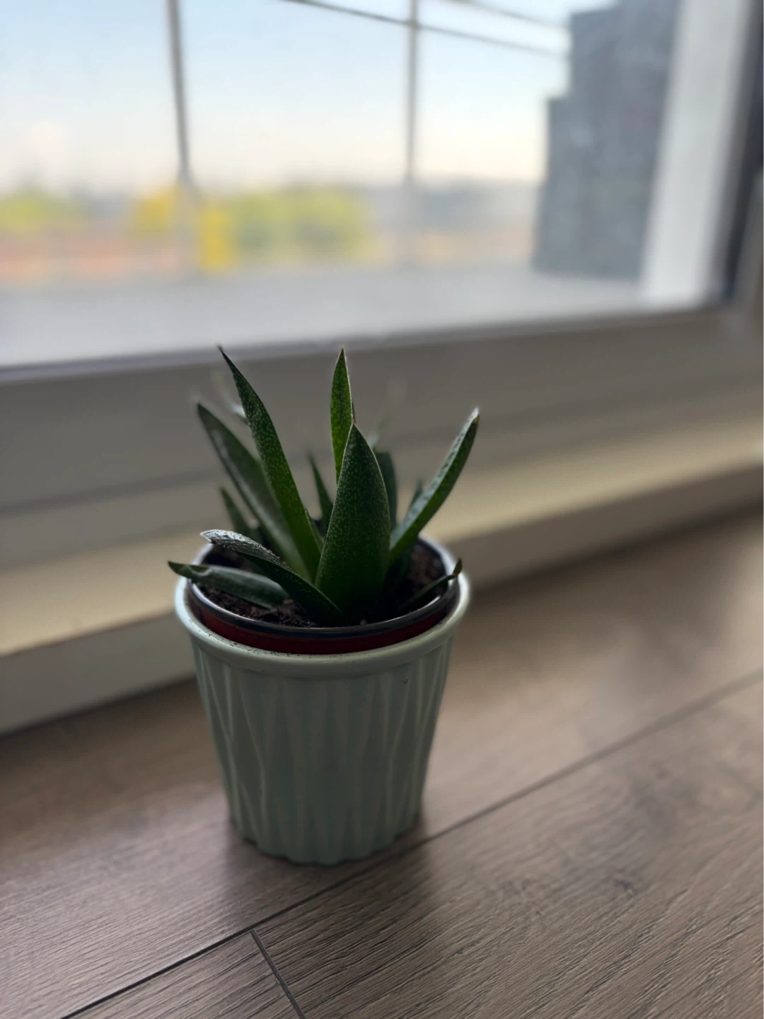 Succulent Plant in Potted Holder - photo 3