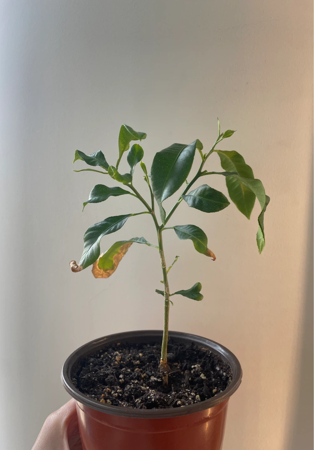Lemon Tree Sapling