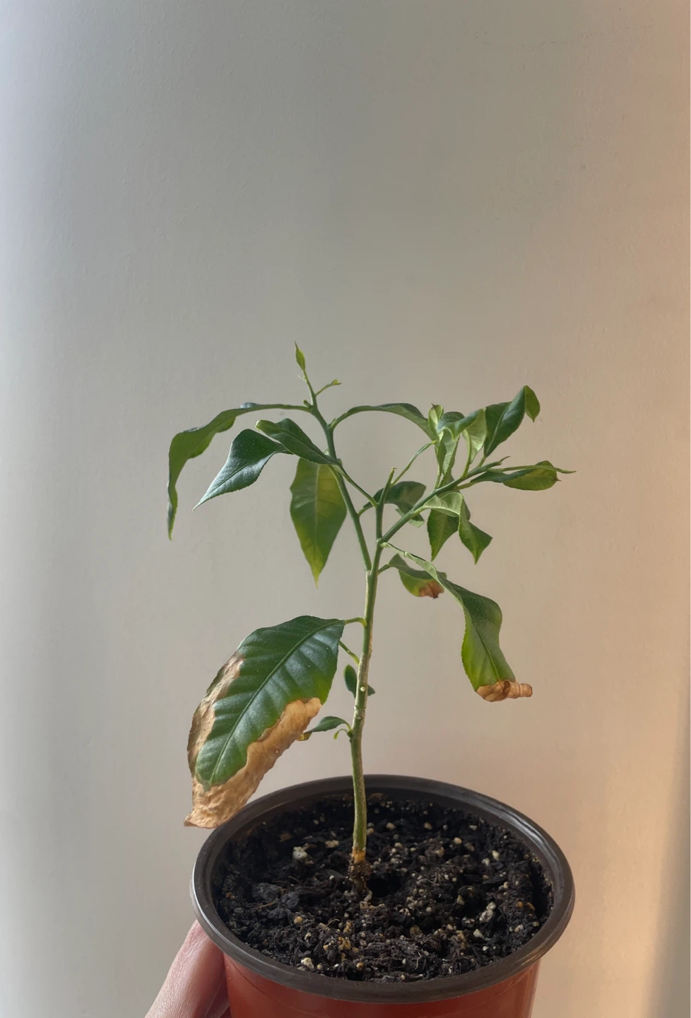Lemon Tree Sapling - photo 2