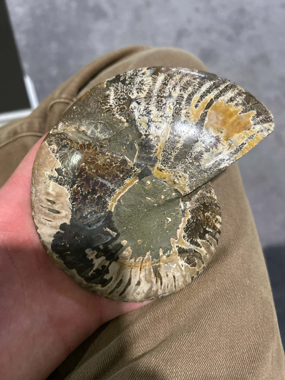 Fossilized Ammonite Shell - photo 2