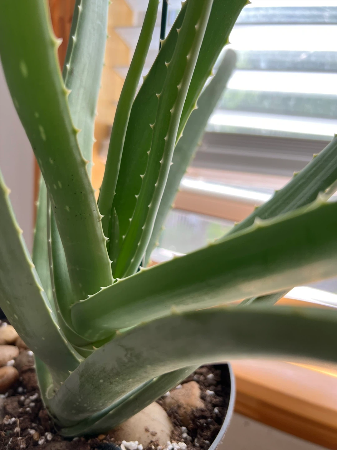 Super healthy and large Aloe Vera Plant in Black Pot