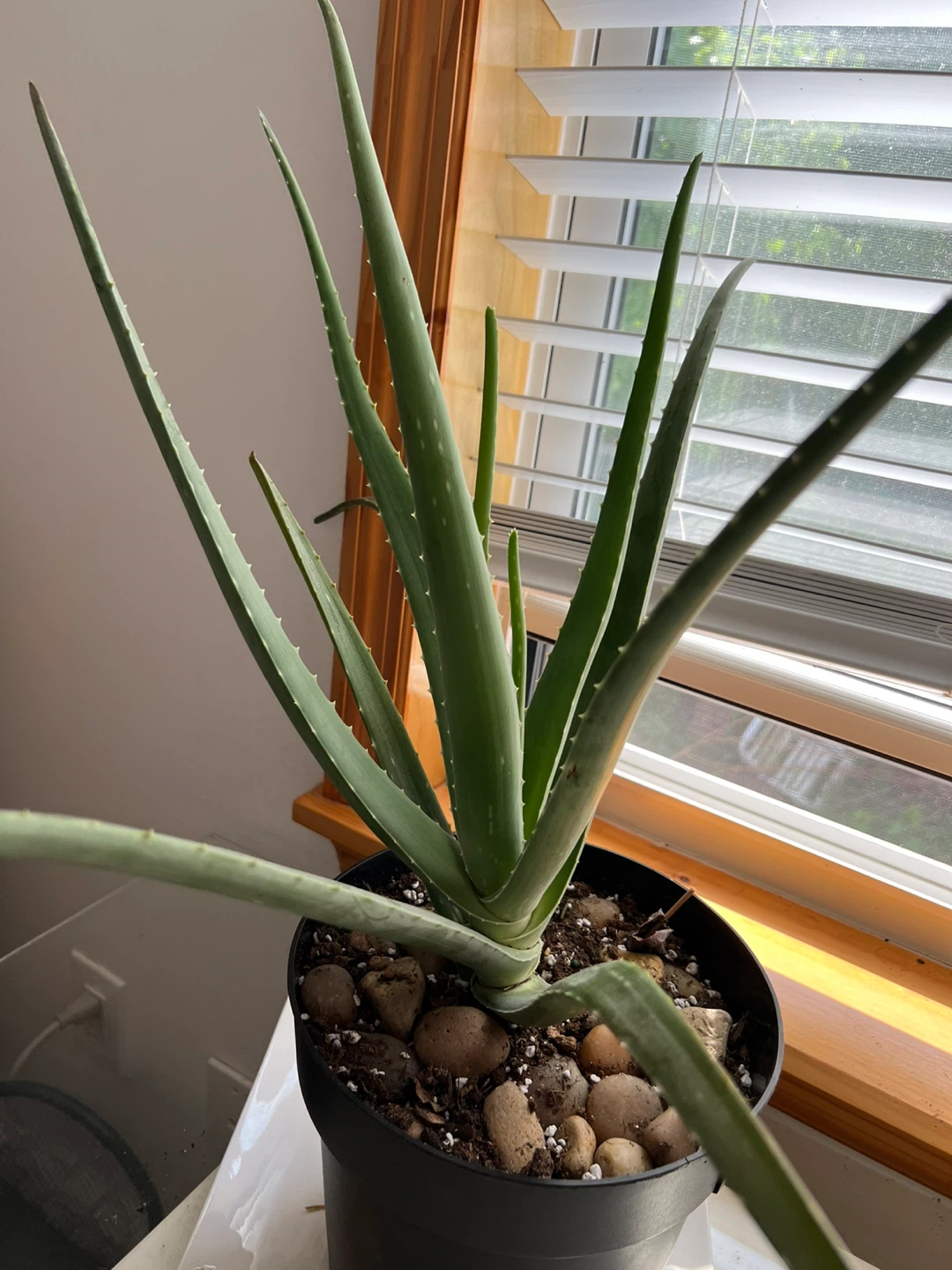 Super healthy and large Aloe Vera Plant in Black Pot - photo 4