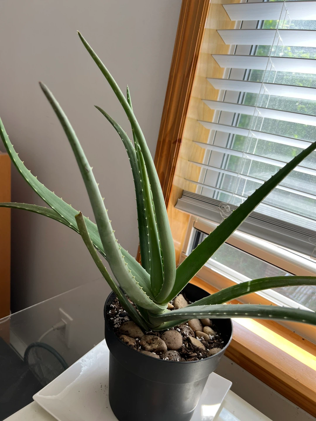 Super healthy and large Aloe Vera Plant in Black Pot - photo 3