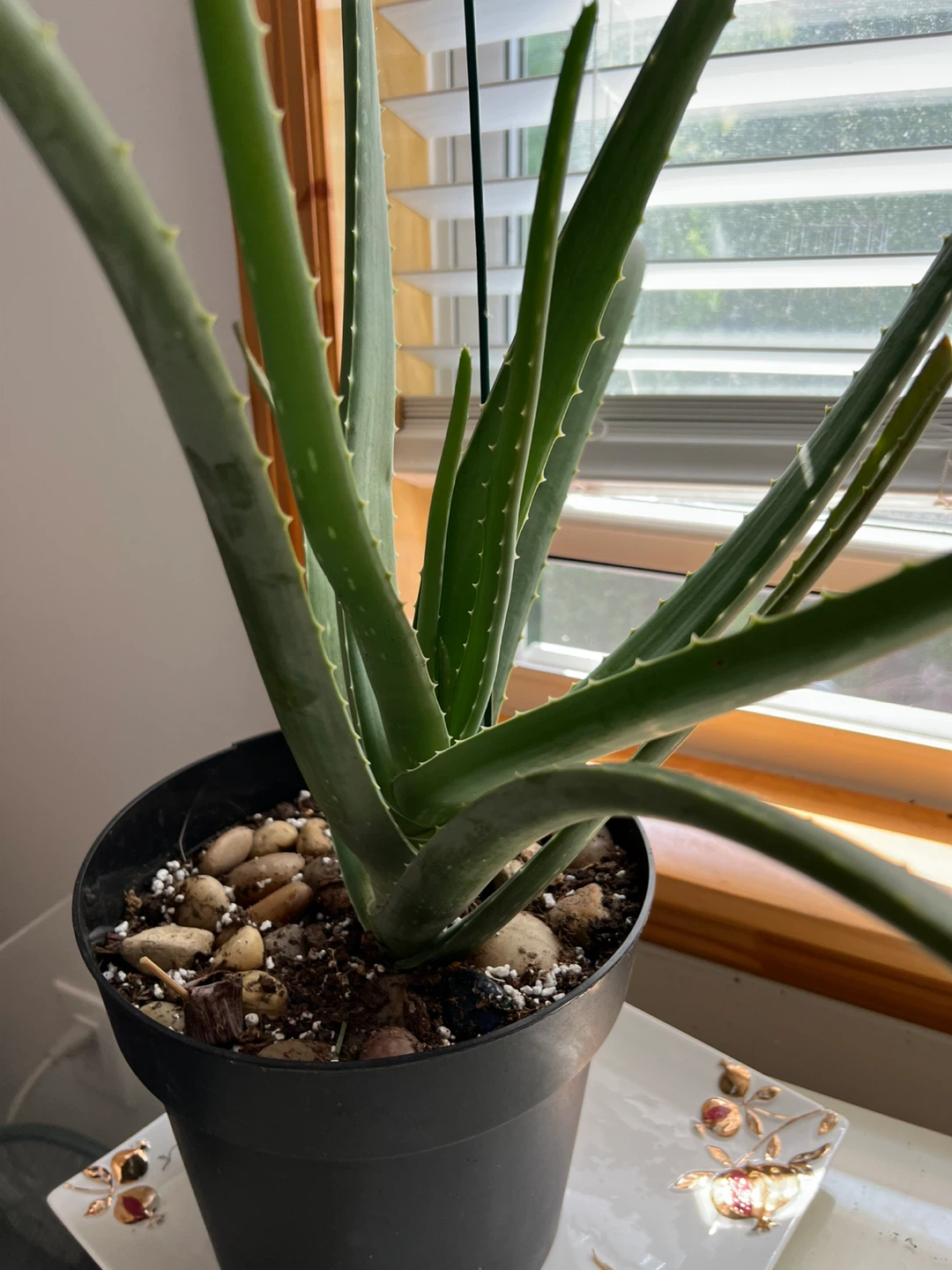 Super healthy and large Aloe Vera Plant in Black Pot - photo 2