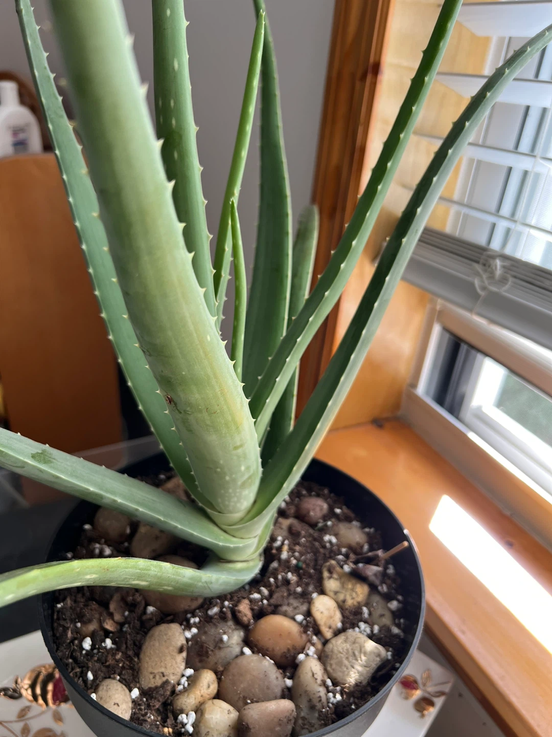 Super healthy and large Aloe Vera Plant in Black Pot - photo 5