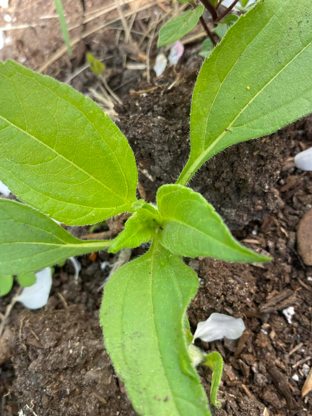 Sunchoke plant